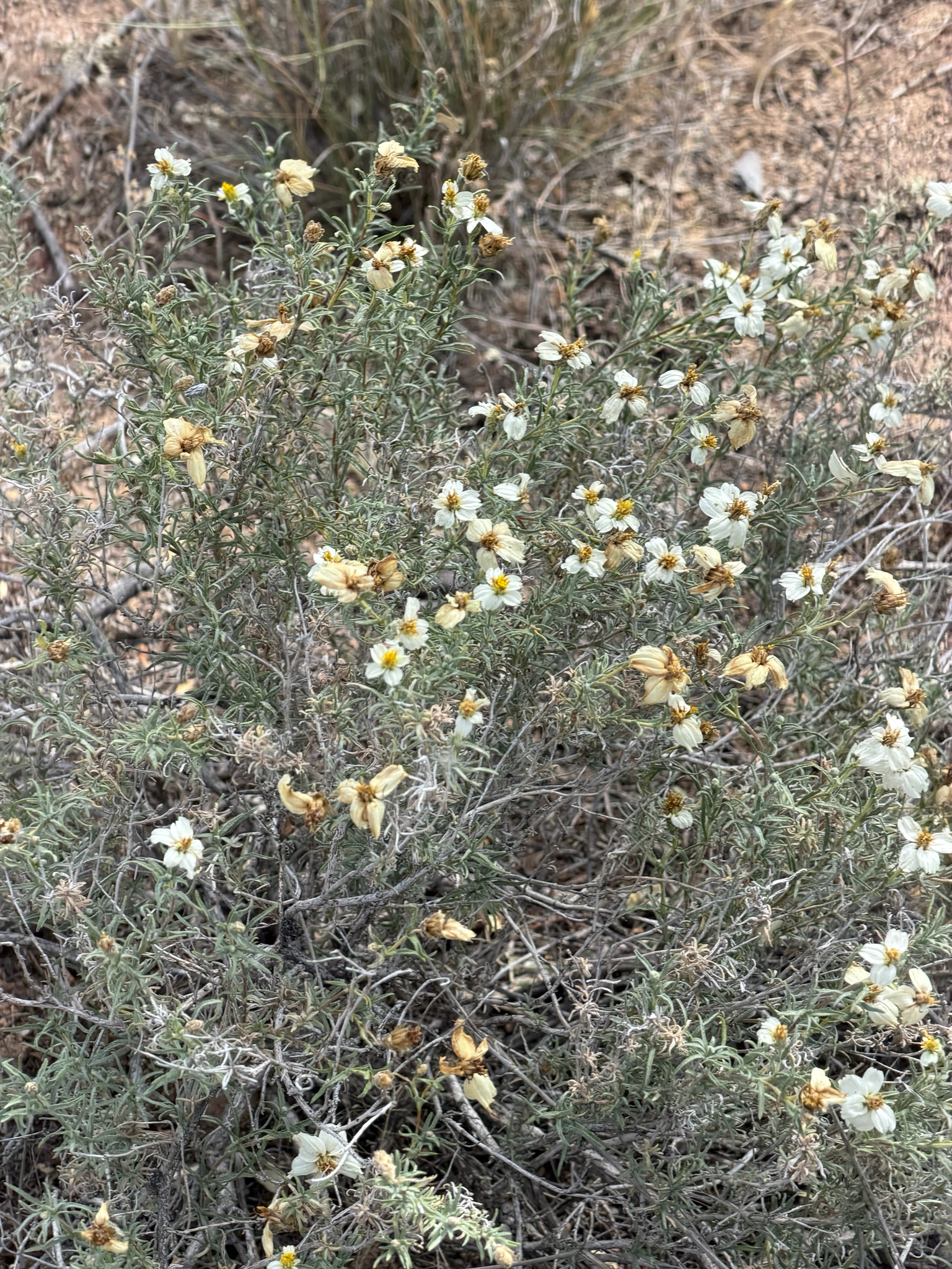 Desert Zinnia (Zinnia acerosa)