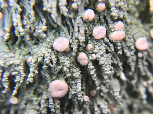 Candy Lichen