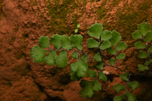 Maidenhair Fern (Adiantum capillus-veneris)