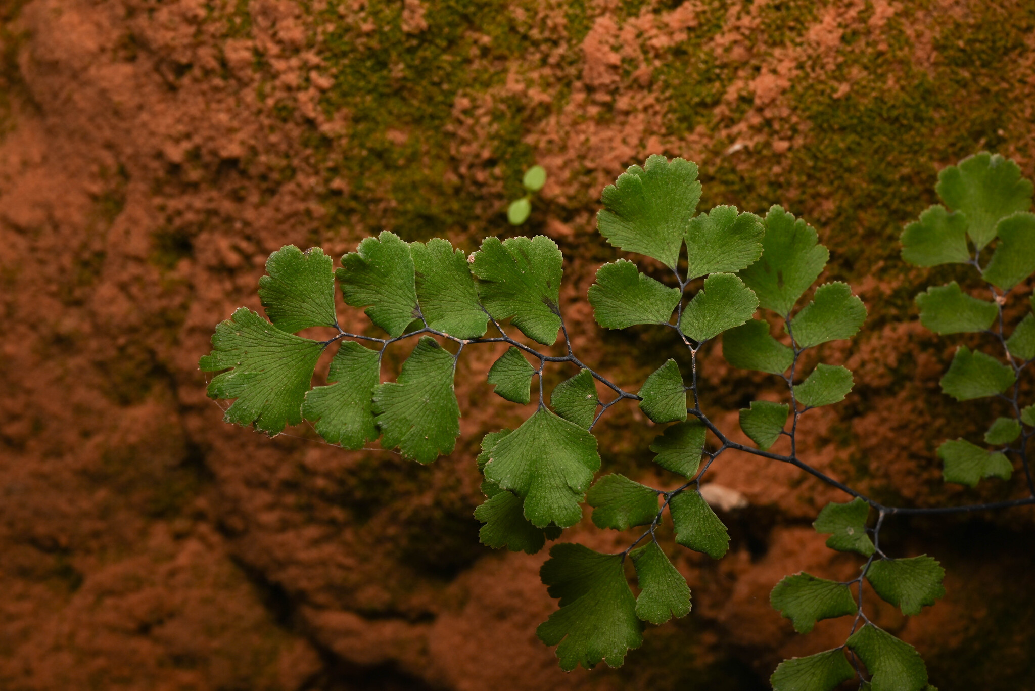 Maidenhair Fern (Adiantum capillus-veneris)
