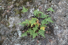 Aleuritopteris argentea