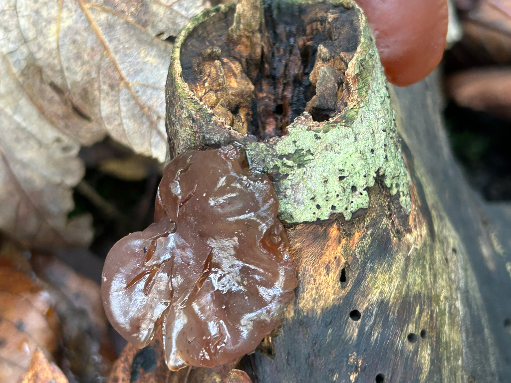 Auricularia auricula-judae · November 2025 · photo: © priyastoric (iNaturalist, cc-by)