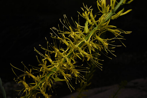 Desert Prince's Plume (Stanleya pinnata)