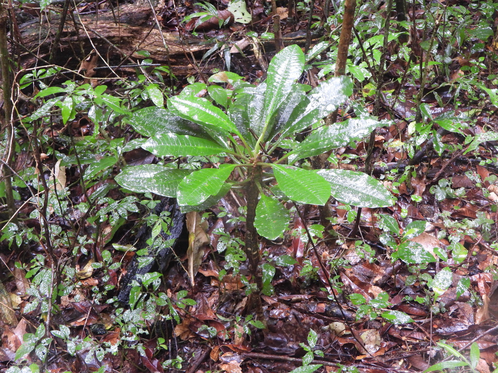Euphorbia leuconeura, Diana, MG-AS, MG