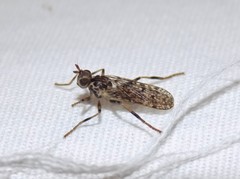 Boreothrinax maculipennis