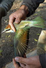 Merops apiaster image