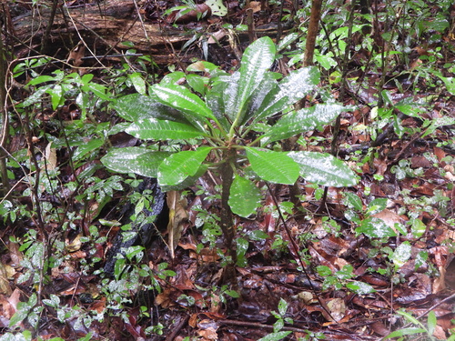 Euphorbia leuconeura