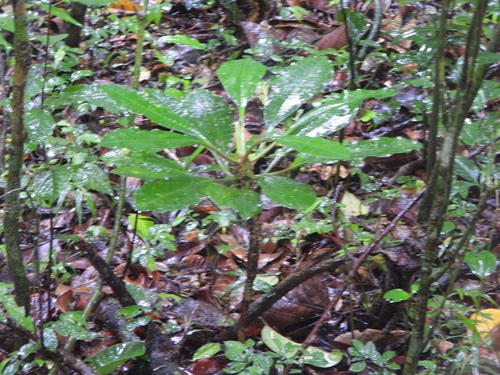 Euphorbia leuconeura