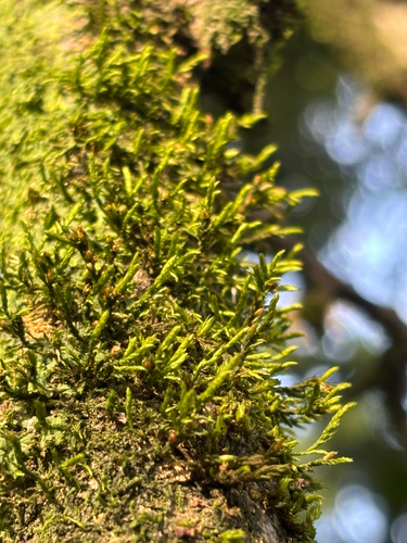 Lateral Cryphaea (Cryphaea heteromalla)
