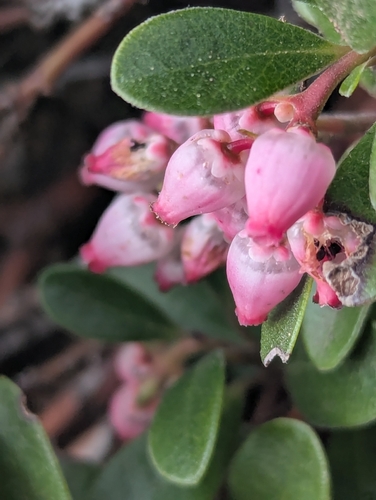 bearberry (Arctostaphylos uva)