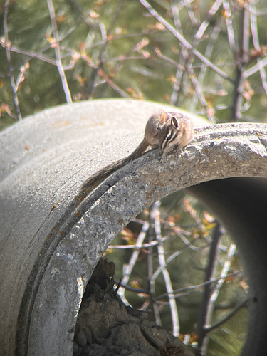 Yellow-pine Chipmunk observed by squirrelfish_