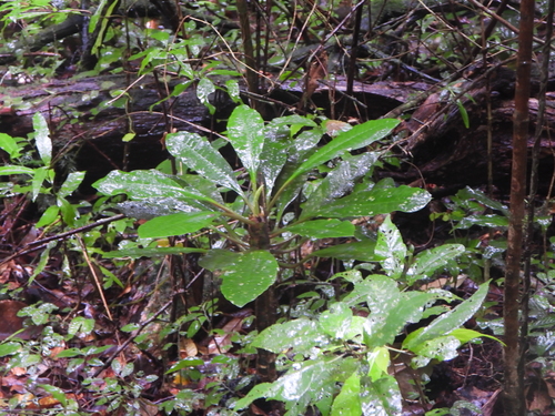 Euphorbia leuconeura