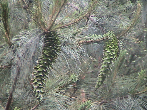 Mexican white pine