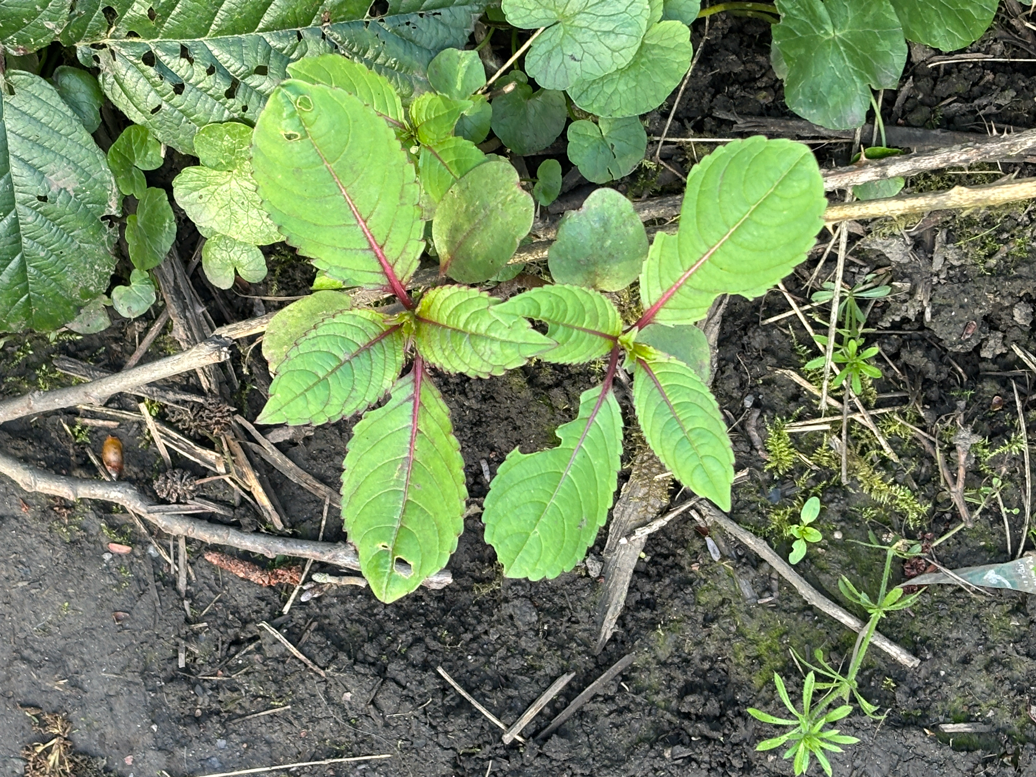 Himalayan Balsam (Impatiens glandulifera)