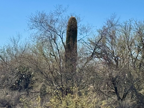 saguaro (Carnegiea gigantea)