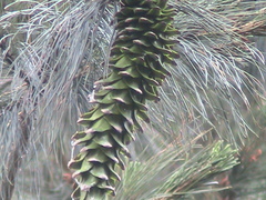 Pinus ayacahuite