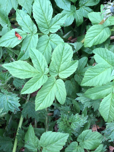 Goutweed (Aegopodium podagraria)
