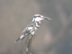 Ceryle rudis leucomelanurus