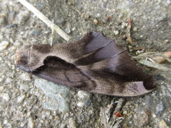 Phyllosphingia dissimilis