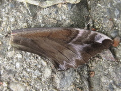 Phyllosphingia dissimilis