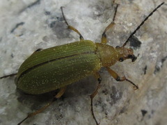 Cteniopinus hypocrita