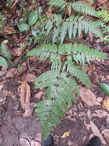 Pteris altissima observed 2026-03-30
