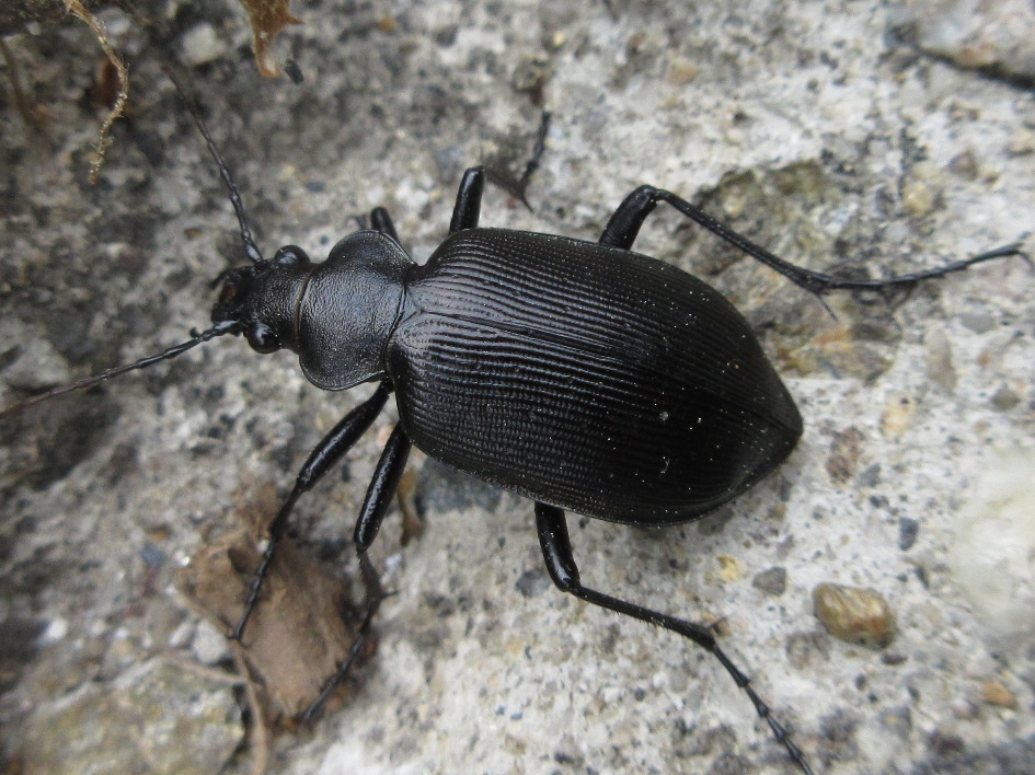 Calosoma