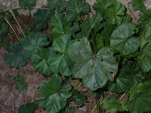Common Mallow (Malva sylvestris)