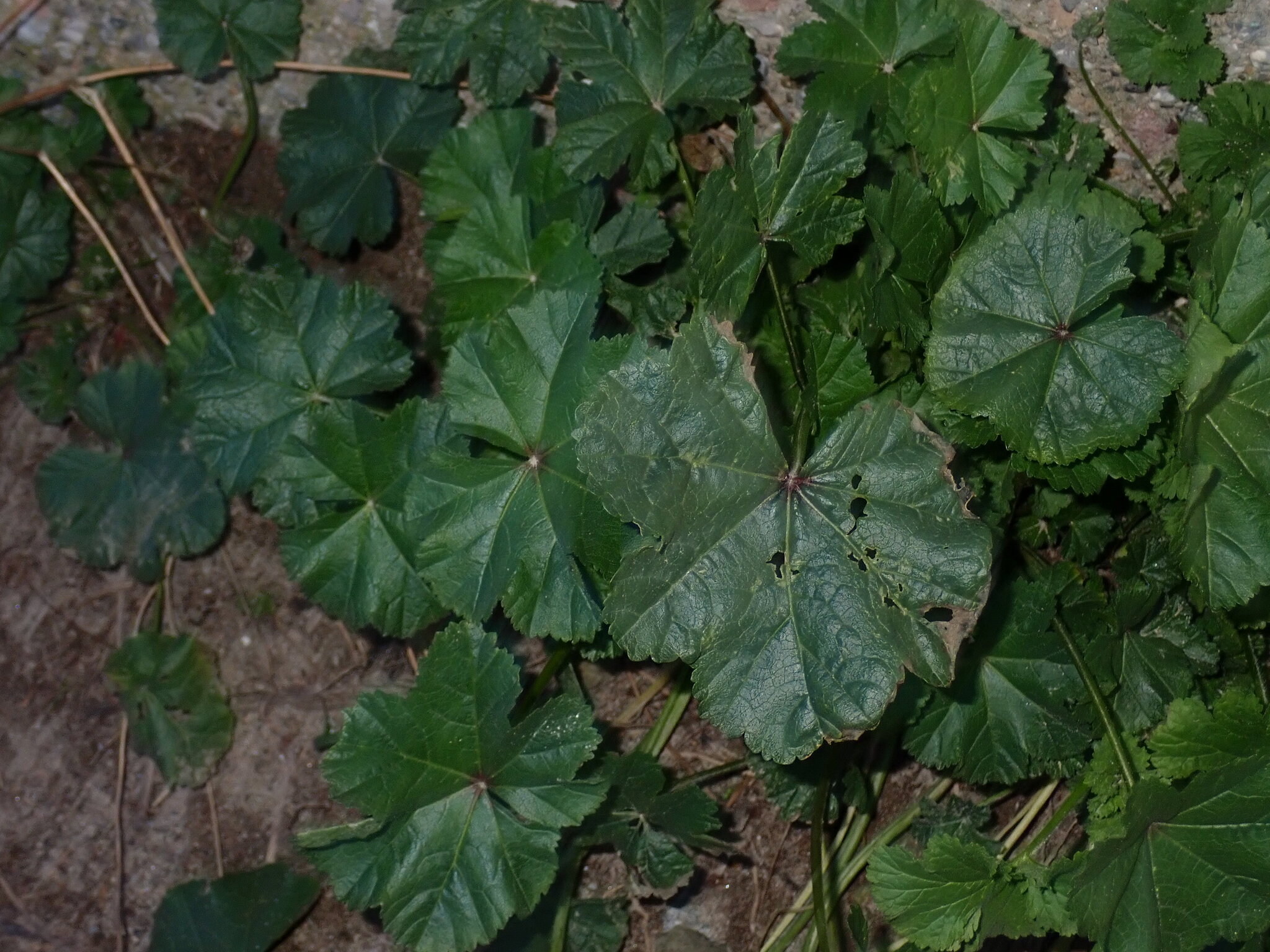 Common Mallow (Malva sylvestris)