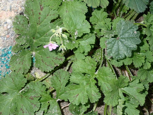 Three-lobed Stork's-bill (Erodium chium)