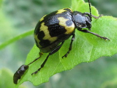 Gallerucida bifasciata