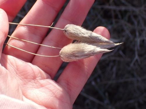 Hare's Tail Grass (Lagurus ovatus)