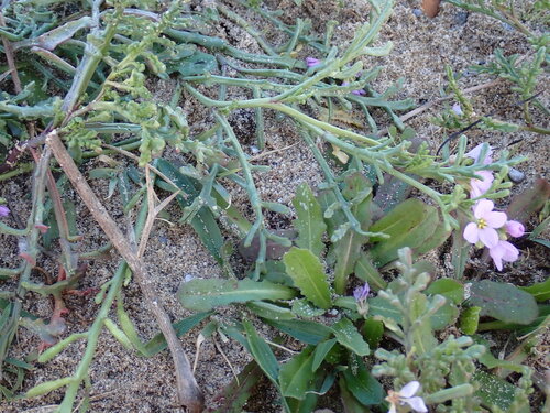 Sea Rocket (Cakile maritima)