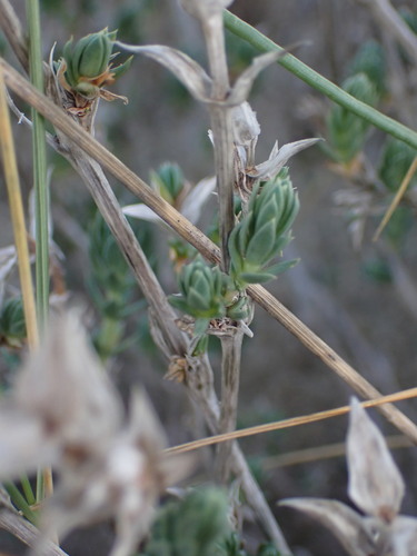 Maritime Crosswort (Crucianella maritima)