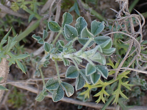 Coastal medick (Medicago marina)