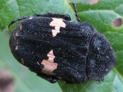 Glycyphana fulvistemma