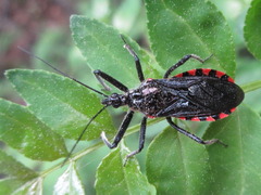 Rhynocoris leucospilus sibiricus