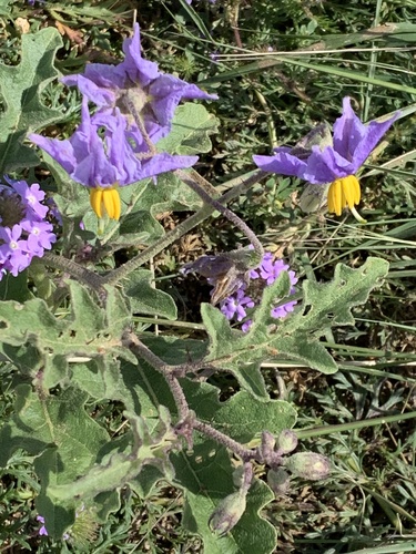 western horsenettle (Solanum dimidiatum)