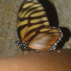 Lycorea ilione albescens