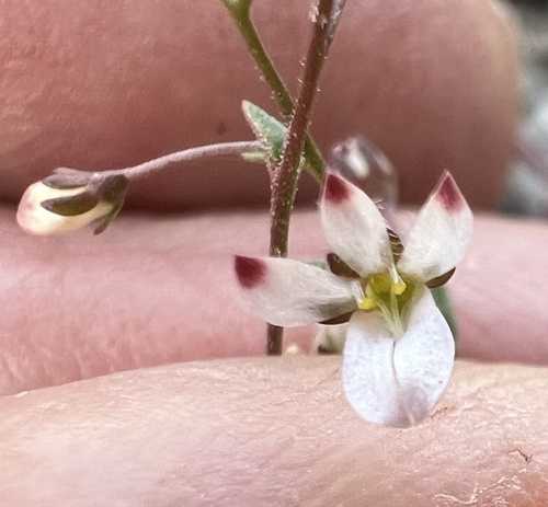 redtip threadplant (Nemacladus orientalis)