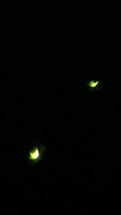 Pyrearinus termitilluminans