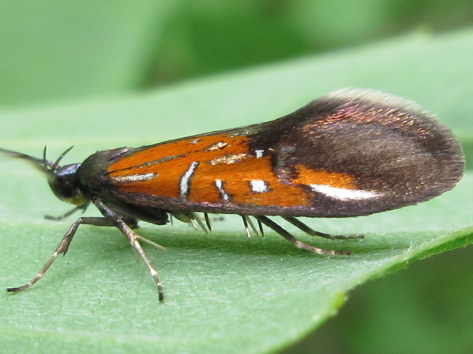 Schiffermuelleria zelleri
