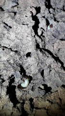 Pyrearinus termitilluminans