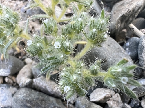 Cushion Cryptantha (Greeneocharis circumscissa)