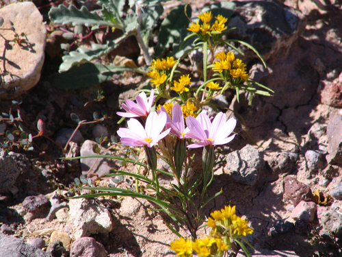 Hole-in-the-sand Plant