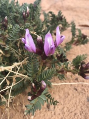 Astragalus preussii