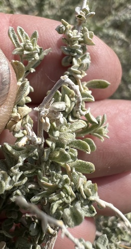 Cattle Saltbush (Atriplex polycarpa)