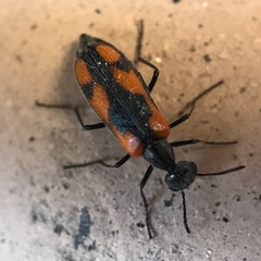 Eupompha elegans