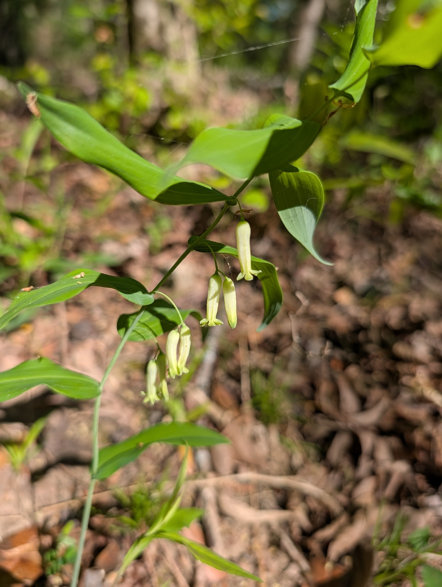 Smooth Solomon's Seal (Polygonatum biflorum)