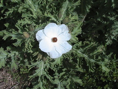 Argemone platyceras